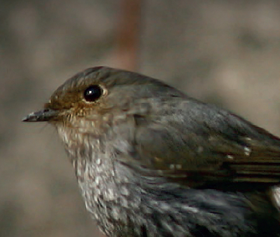 부채꼬리바위딱새(2006년 홍도