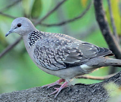목점박이비둘기(2006년 홍도)