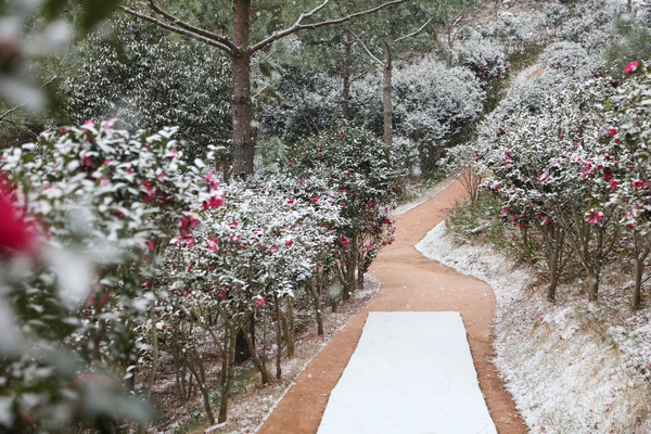 압해읍 눈 오는 날 분재공원 애기동백 001 5