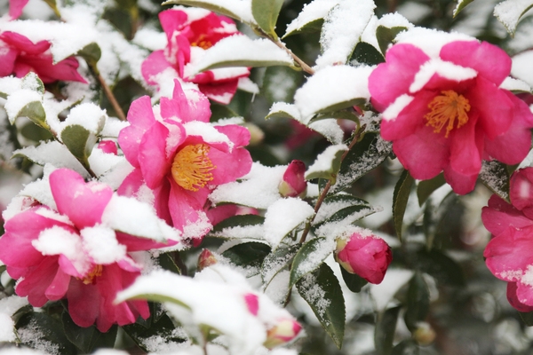 압해읍 눈 오는 날 분재공원 애기동백 002 2
