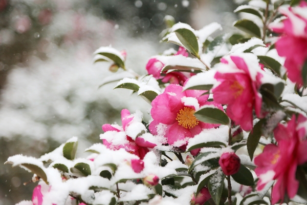 압해읍 눈 오는 날 분재공원 애기동백 002 3