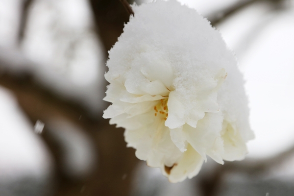 압해읍 눈 오는 날 분재공원 애기동백 002 6