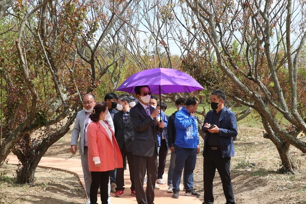 2022.04.29 임자면 대광 매화식재현장방문 2