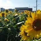 “나 좀 보세요!” 팔금면에 해바라기가 활짝, 지나가는 여행객들 발목 잡아