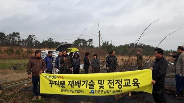 신안군,「꾸지뽕」정지전정 현장교육 실시 .... 현지 맞춤 교육으로 주민들 호응 높아 1