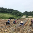 신안군, 농번기 농촌 일손돕기 대대적 지원..'5. 21. ~ 6. 22까지 읍·...