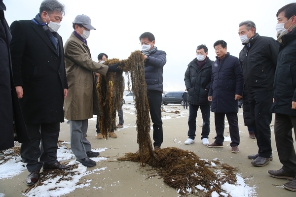 서삼석 국회의원 “괭생이모자반 신안 피해현장” 방문1