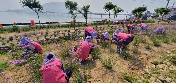 신안군생활개선회, 퍼플섬 보라꽃 심기 봉사활동 추진..'생활개선회원 30여명, 꽃 심기 봉사활동으로 보라색 물결 더해'1