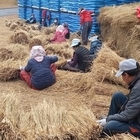 신안군, 김대중 대통령 생가 나람 엮기로 겨울 채비..'나람(이엉) 엮기 학교 운...