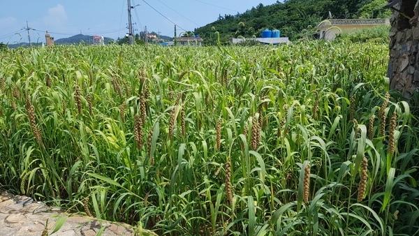 신안군, 흑산도에 야생조류 서식지 확대 조성사업 추진..