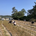 신안군, 농번기 농촌일손돕기 총력 추진