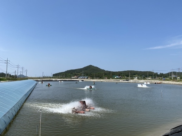 신안군, 왕새우 산지거점 유통센터(FPC) 건립 사업비 60억 확보..'왕새우 저장, 가공, 유통 기반구축을 통한 새우양식산업 활성화 기대'1