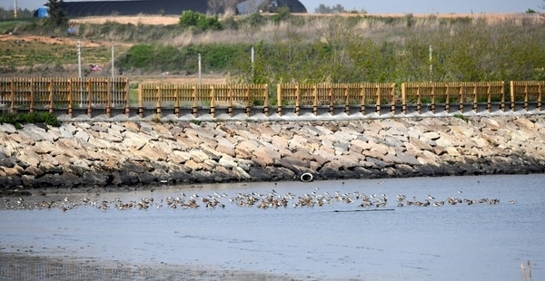 영국왕립조류보호협회(RSPB), 신안군 방문1