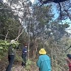 신안에서 세계 최대 직경 모새나무 군락지 발견..'모새나무 군락지 실태조사 및 보...