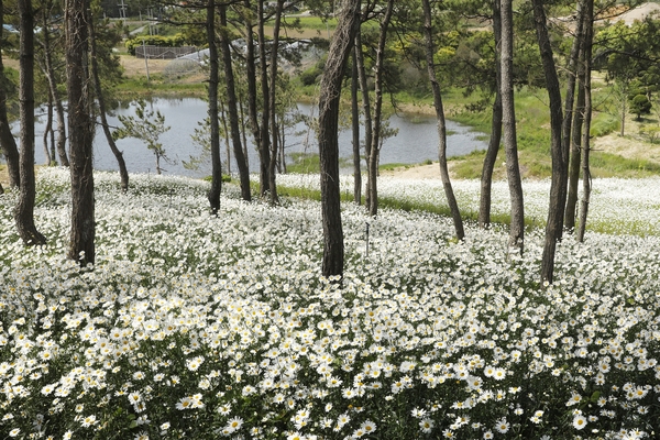 장산면 왁사지정원 샤스타데이지 001 5