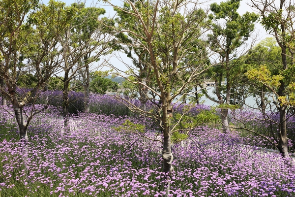 지도읍 라일락정원 버들마편초 004 1